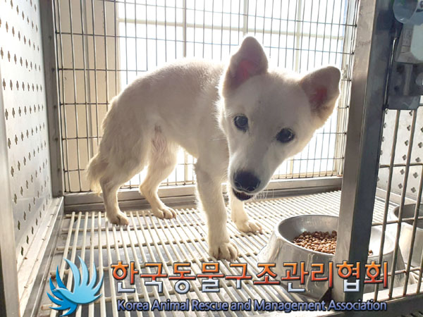 한국동물구조관리협회_411309202300433